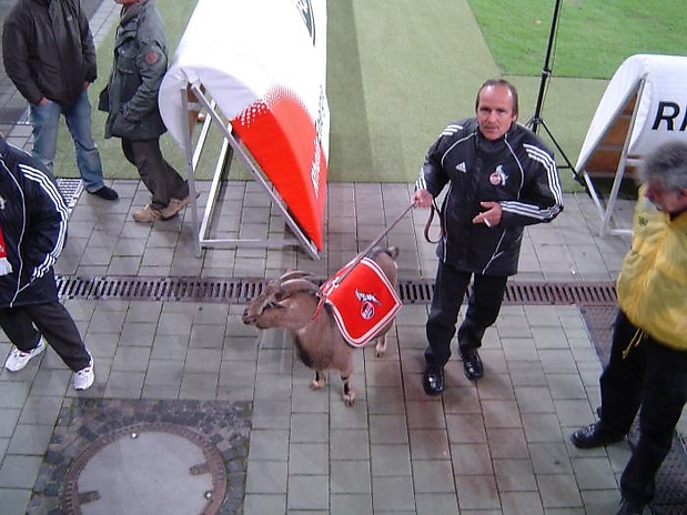 20 Hennes VII